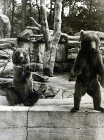 Калининград - Кёнигсбергский зоопарк. Бурые медведи в вольере.