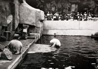 Калининград - Кёнигсбергский зоопарк. Вольер с полярными медведями.