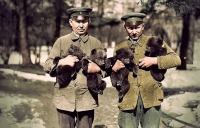 Калининград - Медвежата, родившиеся в Кёнигсбергском зоопарке в марте 1931 года (coloriert).