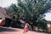 Ладушкин - Ладушкинский маслозавод и 800-летний черешчатый дуб.