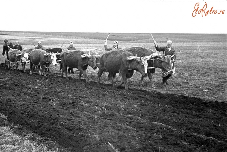 Нижегородская область - Звено №100 колхоза «Дружба» пашет на коровах выполняя норму по 2,5 гектара при норме 1,5 гектара