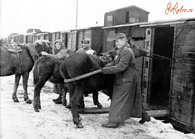 Новгородская область - Погрузка скота в товарные вагоны на железнодорожной станции