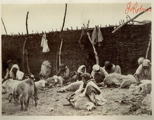 Цимлянск - Стрижка овец. Цимлянская станица. 1875-1876