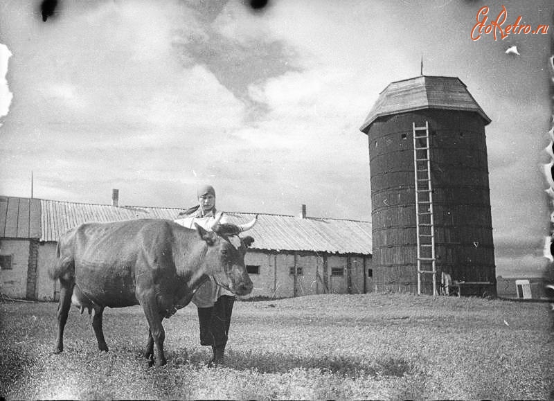 Самарская область - Доярка т. Николаева с коровой Умницей