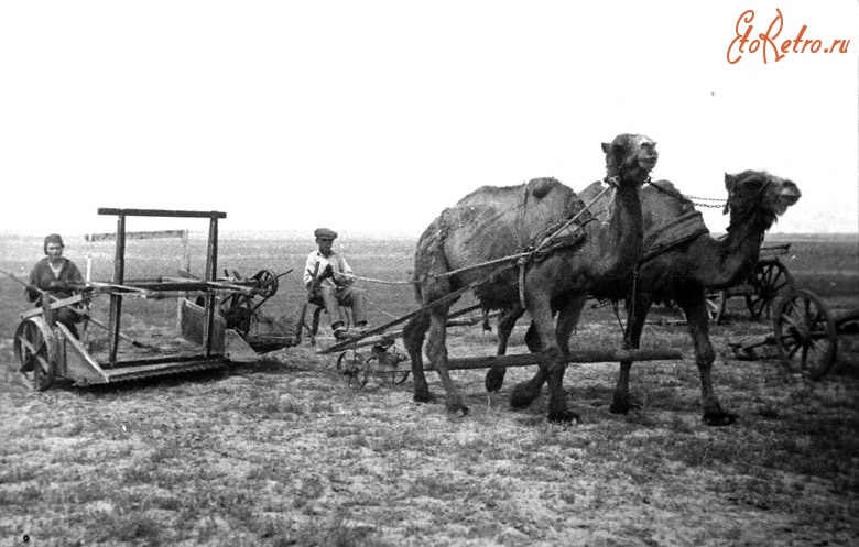 Саратовская область - Колхозники сельхозартели им.Осоавиахима выезжают на верблюдах на сенокос