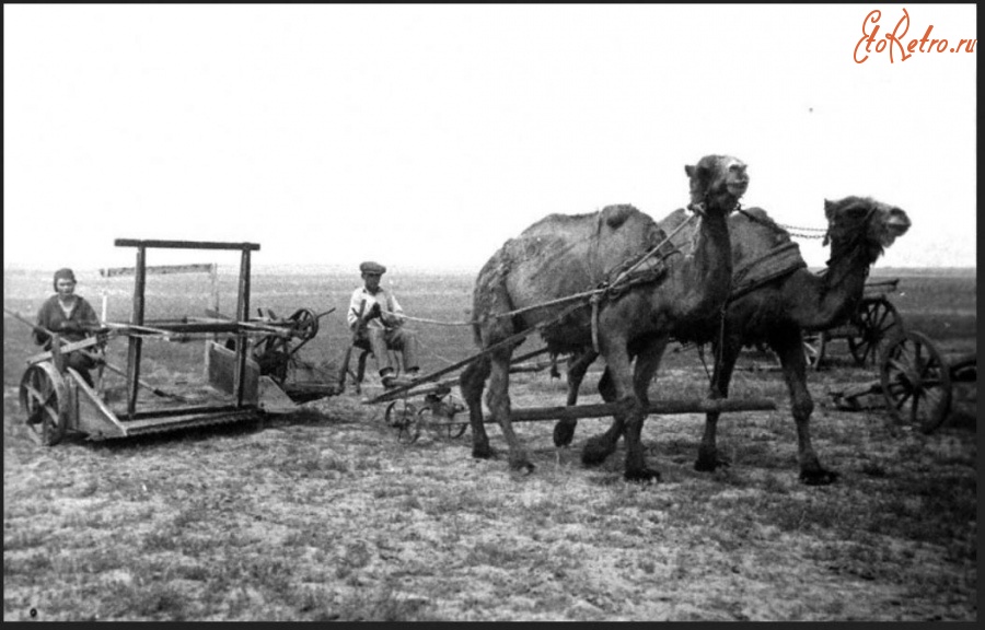 Саратовская область - Сенокос на верблюдах в сельхозартели им.Осовиахима