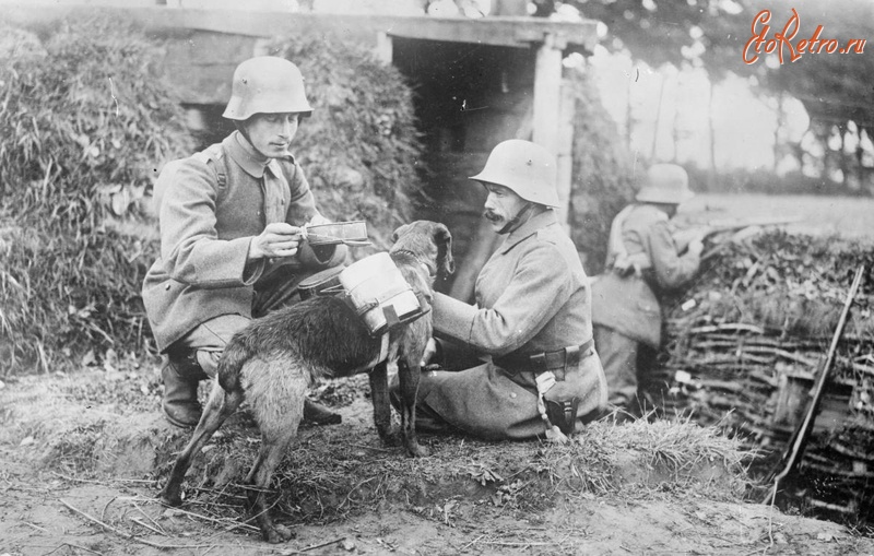 Разное - Специально обученная собака доставила еду для солдат