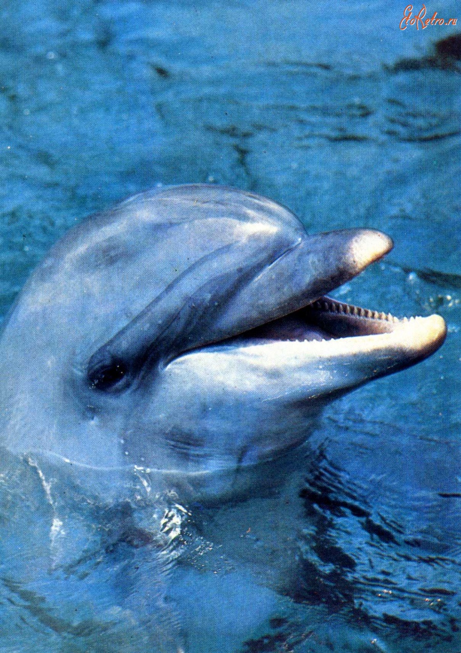 Разное - Дельфин.