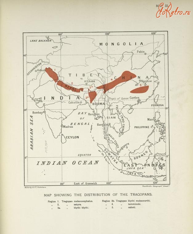 Разное - Карта обитания трагопана, 1918-1922