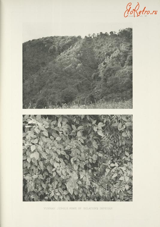 Разное - Дом импеана склатера в джунглях Юньнаня, 1918-1922