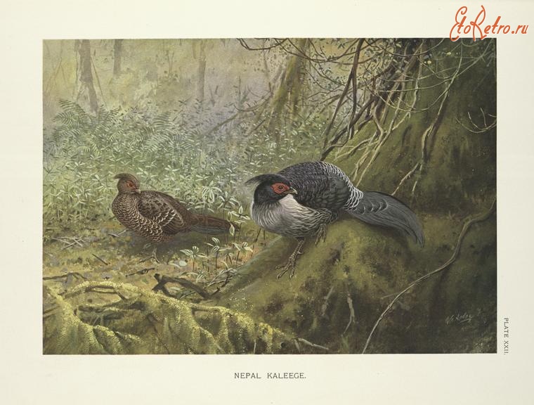 Разное - Непальская калига Gennaeus leucomelanus, 1918-1922