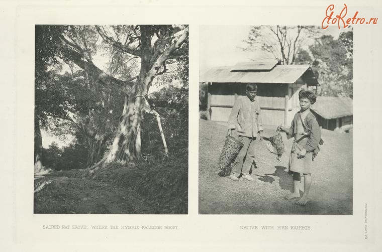Разное - Бирма. Дом гибридов калиги, 1918-1922