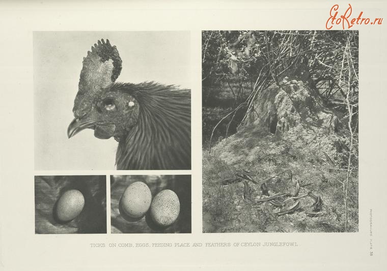 Разное - Цейлонская джунглевая курица и места кормления, 1918-1922