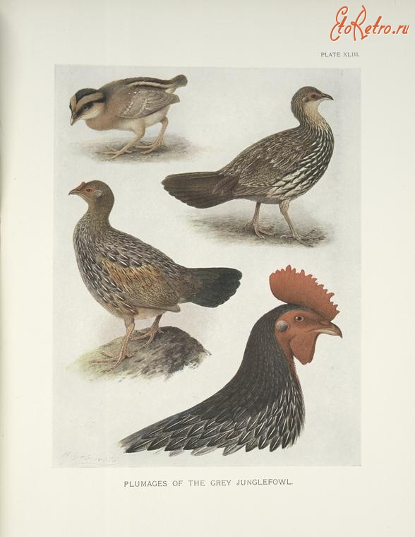 Разное - Окраска серой джунглевой курицы, 1918-1922