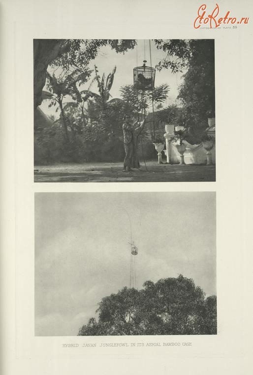 Разное - Джаван, гибриды джунглевой курицы, 1918-1922