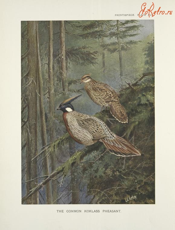 Разное - Общий вид кокласса фазанов Pucrasia, 1918-1922