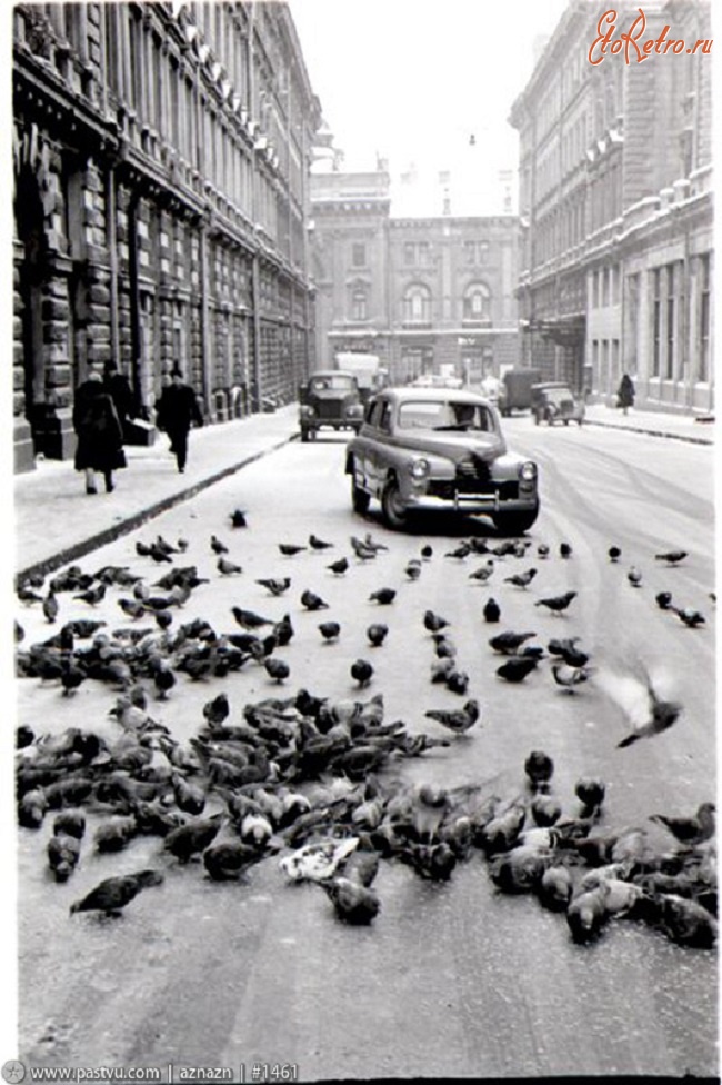 Москва - Улица Петровские линии. Московские голуби 1956, Россия, Москва,
