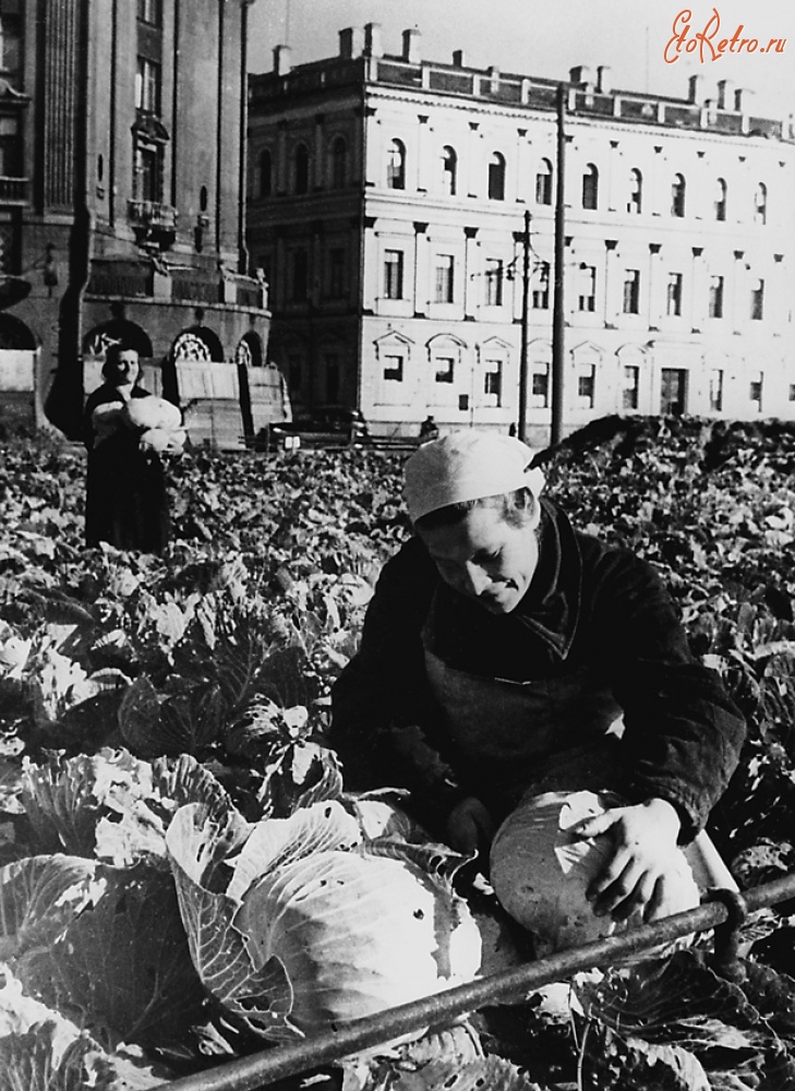 Санкт-Петербург - Выращивание овощей на площади у Исаакиевского собора во время блокады. 1942 г.