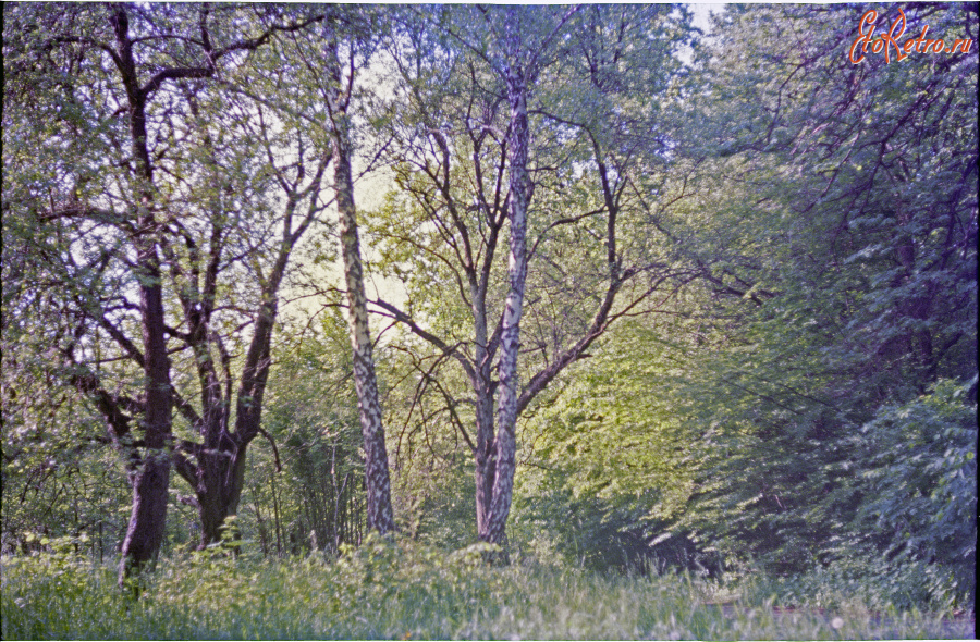 Киев - 2004 год. Украина. Киев. Голосеевский лес.