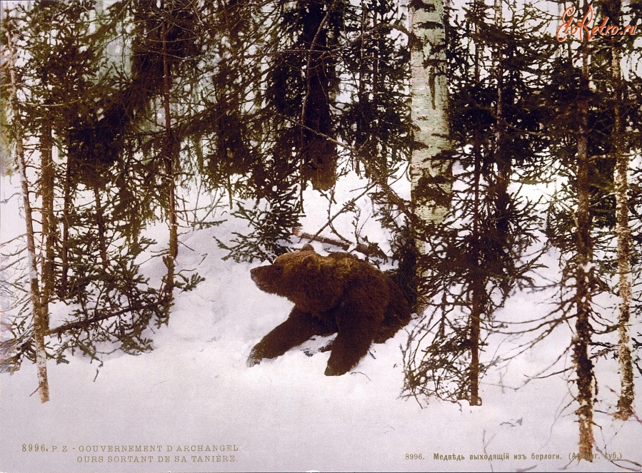 Архангельская область - Медведь выходящий из берлоги в Архангельской гебернии