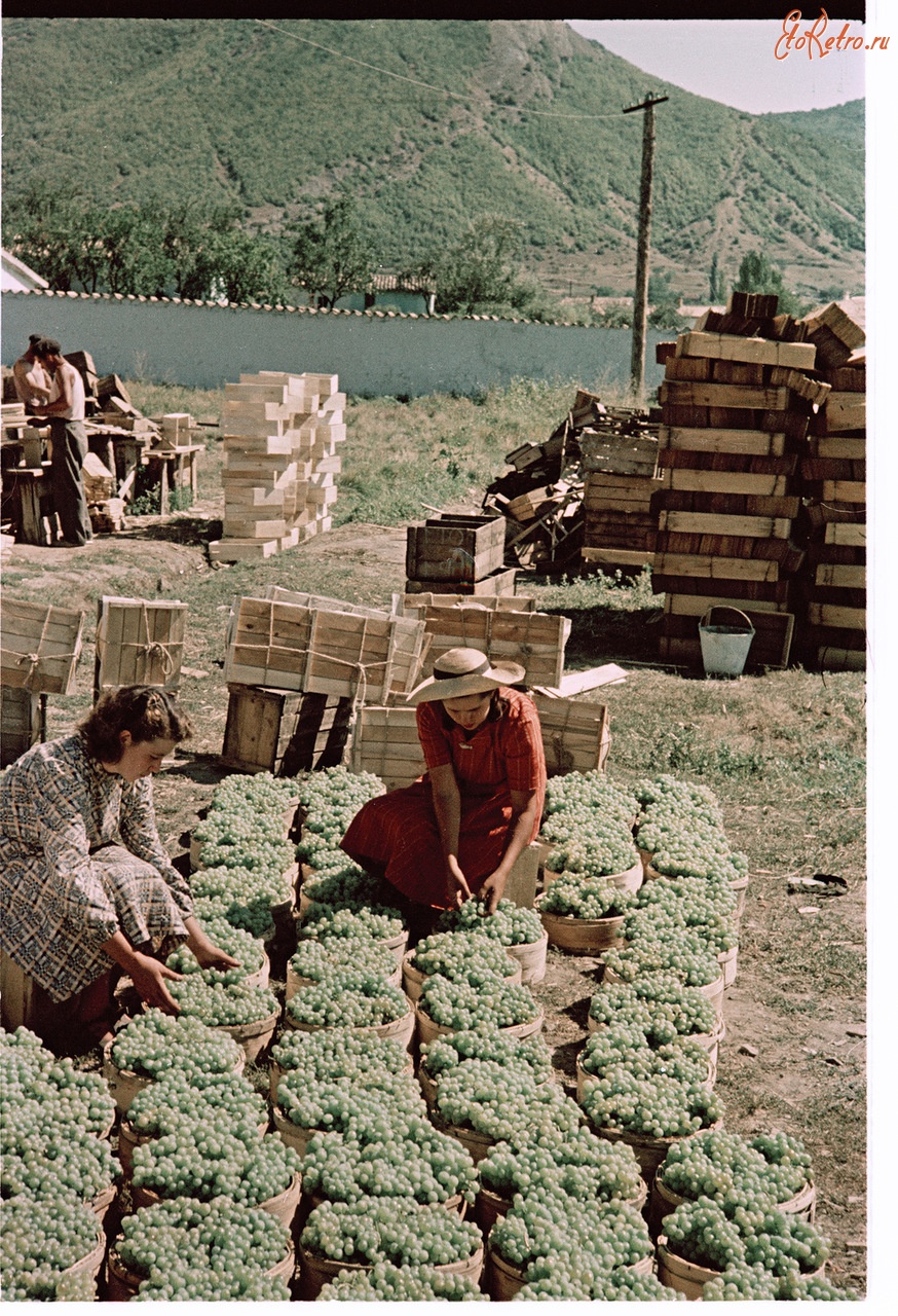 Коктебель - Винсовхоз Коктебель. Упаковка винограда для отправки в северные районы страны, 1950 год