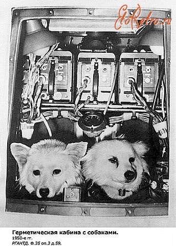 Знаменск - Герметическая кабина с собаками.