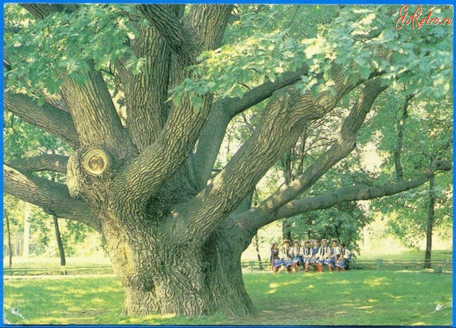 Запорожье - 700-летний дуб