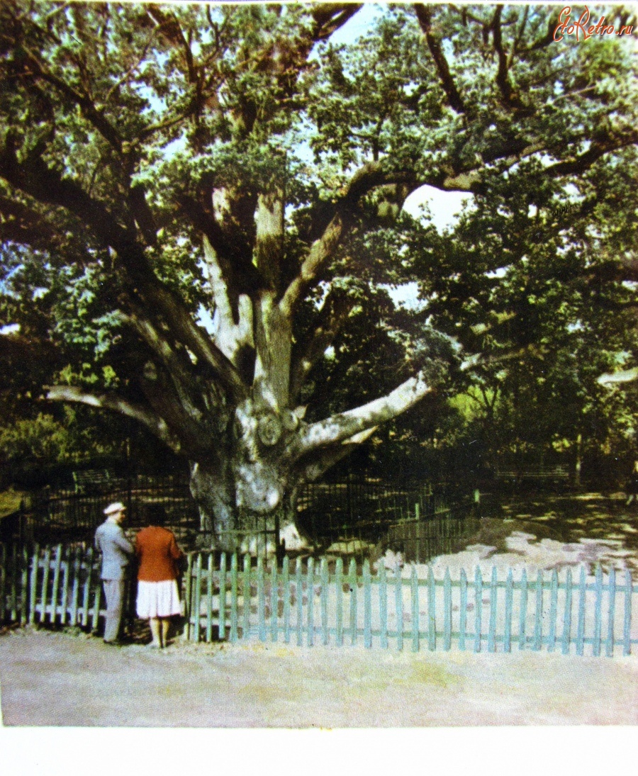 Запорожье - Запорожский дуб-великан.