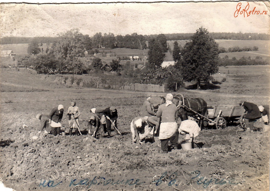 колхоз красный пахарь алтайский край. соревнования на колхозах. где был колхоз соревнование в мытищинском районе. память ильича совхоз. колхоз коровы.