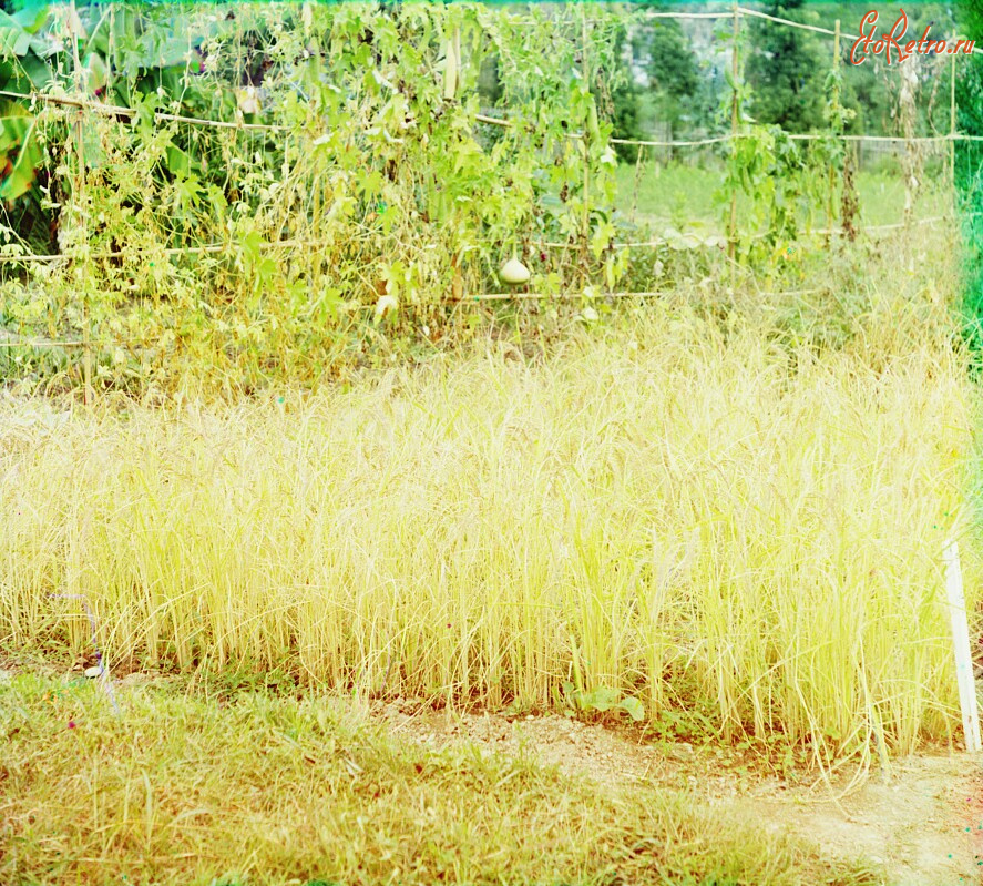Сухум - Рис в Ботаническом саду Сухума