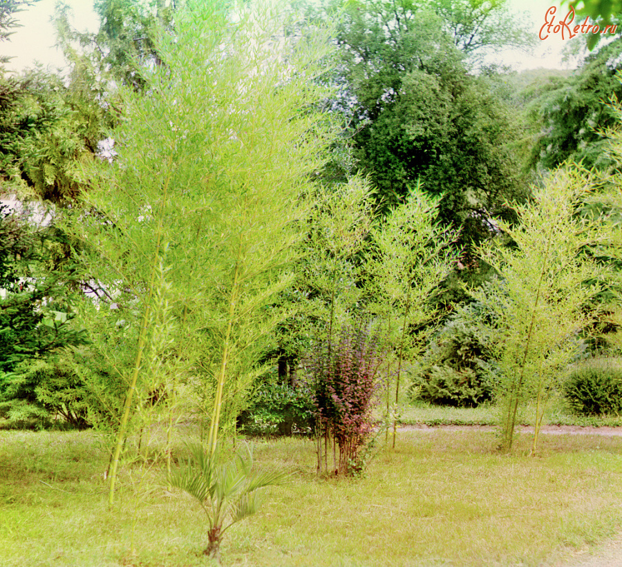 Сухум - Бамбук в Сухумском ботаническом саду