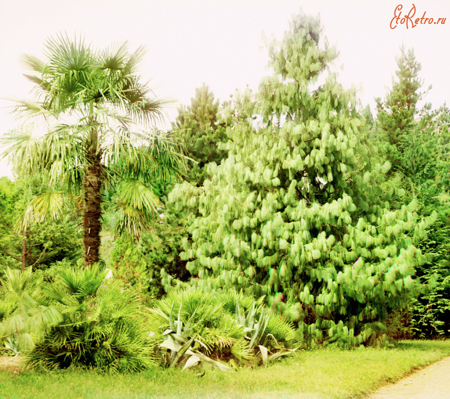 Сухум - Сосна и пальма в Сухумском ботаническом саду
