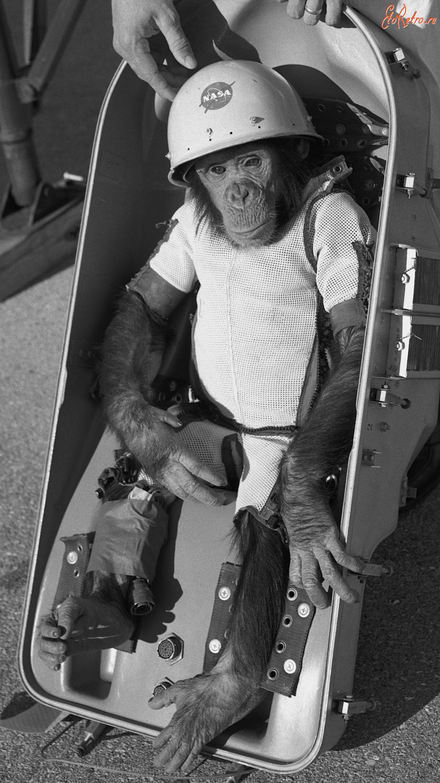 Соединённые Штаты Америки - Шимпанзе Хэм готовится к полету в космос