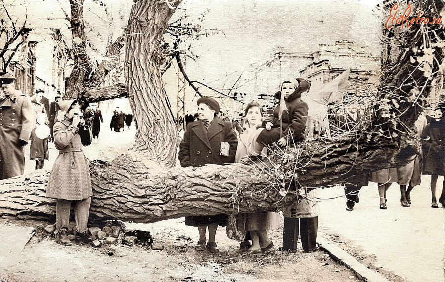 Саратов - Упавшее дерево на ул.Радищева