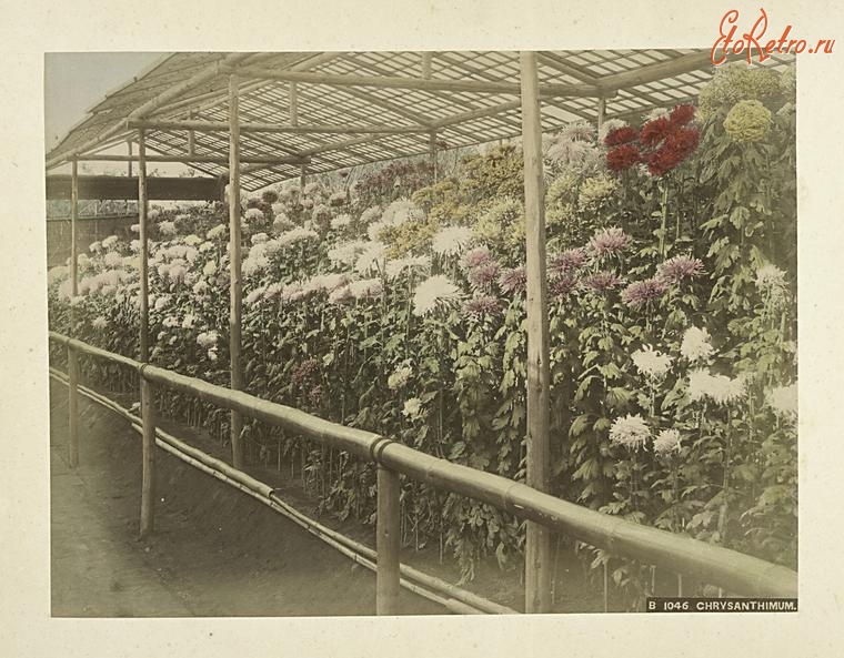 Япония - Время цветения хризантем, 1890-1899