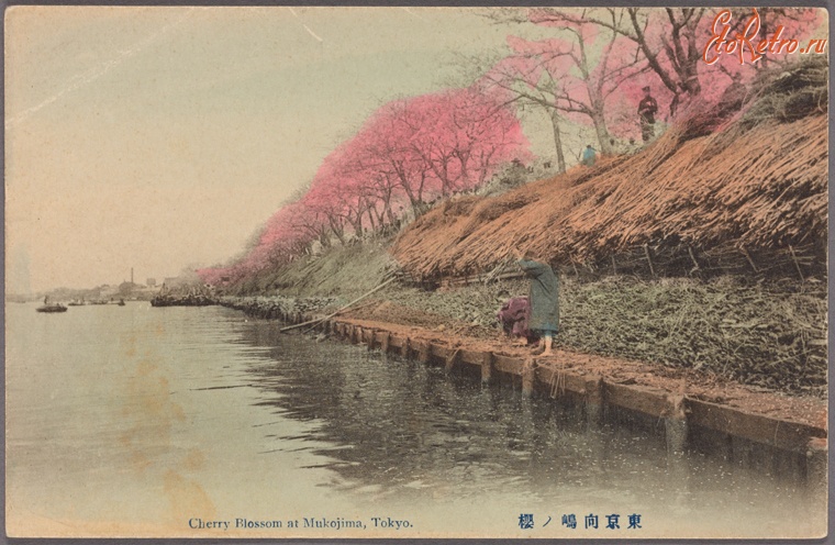 Токио - Цветущие вишни в Мукаяма, 1907-1918