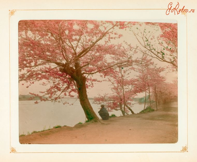 Токио - Цветение сакуры в Токио, 1890-1909