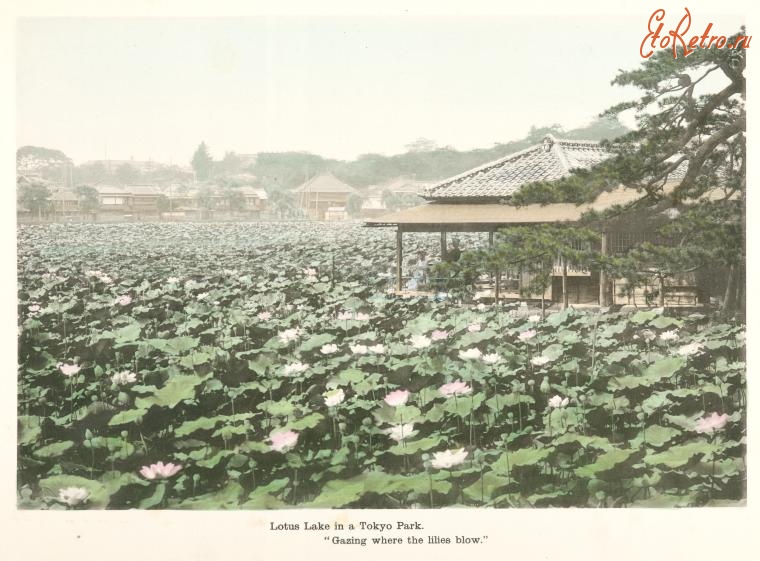 Токио - Озеро лотосов в Токийском парке, 1910-1919