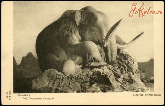 Ретро открытки - Университетская набережная Зоологический музей Академии наук