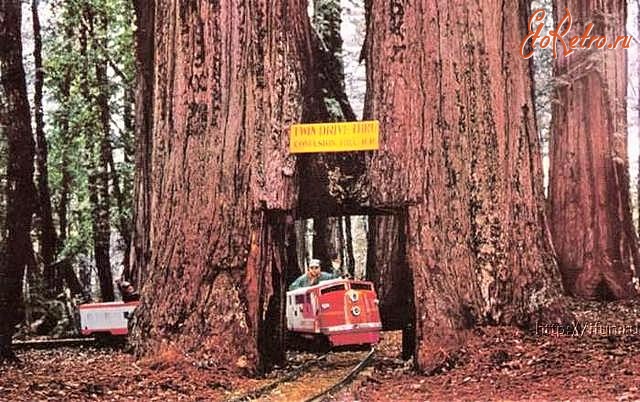 Ретро открытки - Деревья великаны