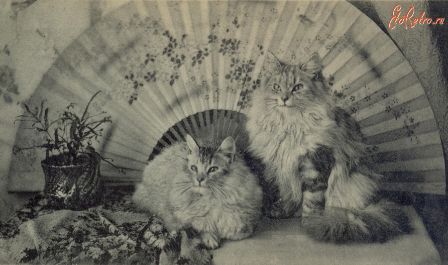 Ретро открытки - Старовинна листівка - Китайські кішки.