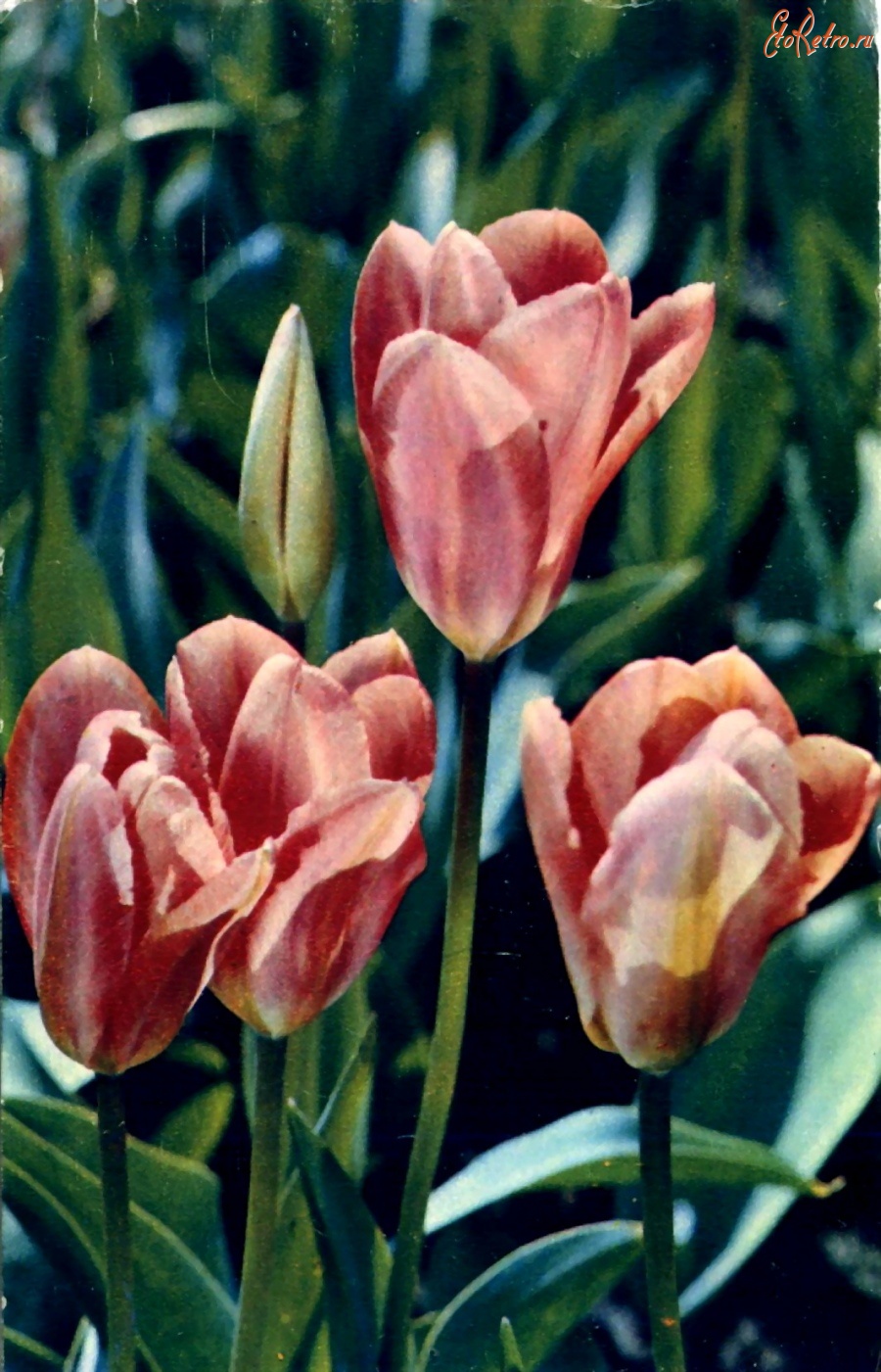 Ретро открытки - Тюльпаны 