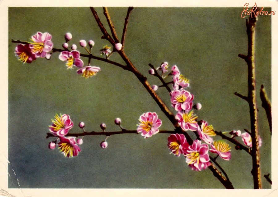 Ретро открытки - Персиковые цветы