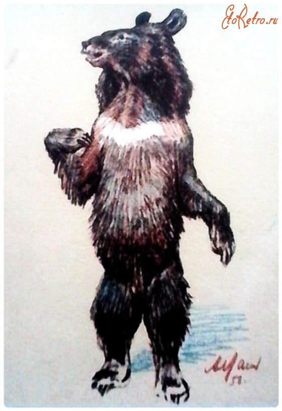 Ретро открытки - Гималайский медведь