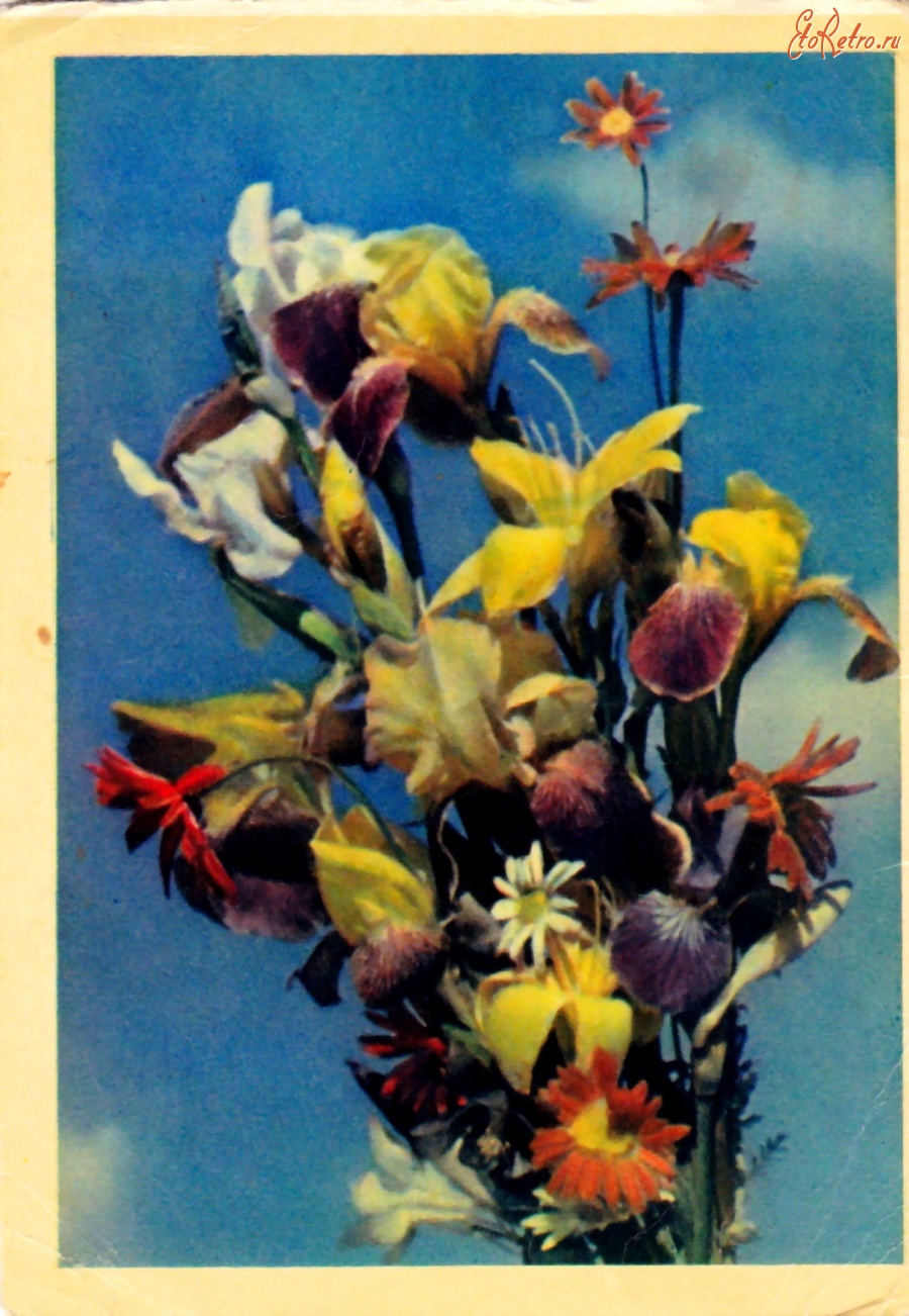 Ретро открытки - Букет садовых цветов