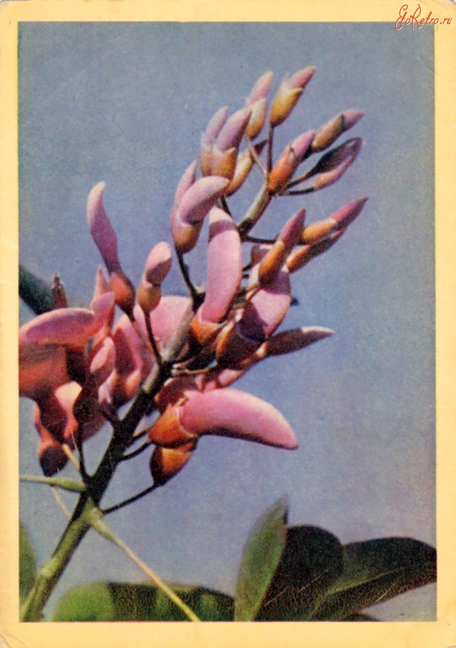 Ретро открытки - Цветы кораллового дерева