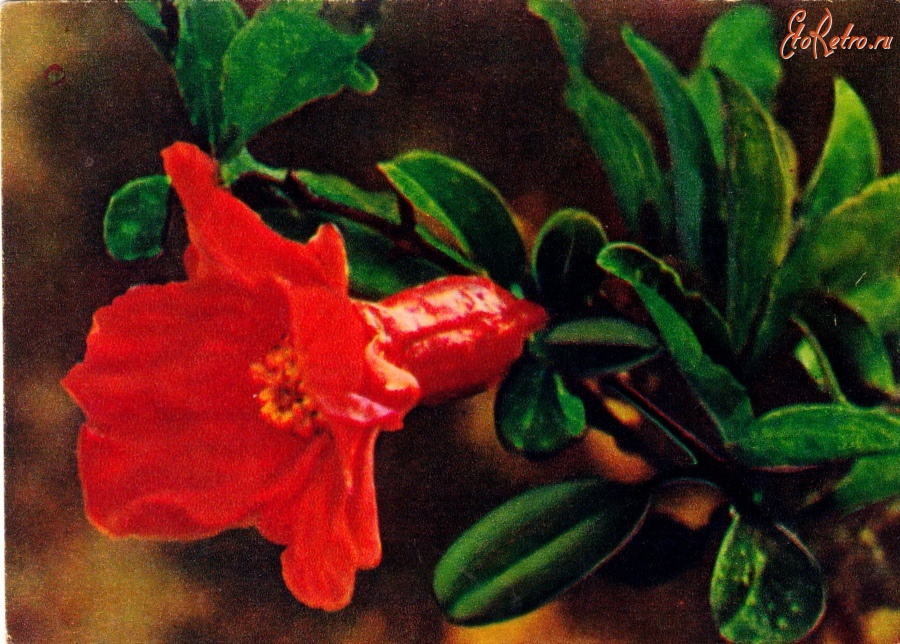 Ретро открытки - Цветок граната
