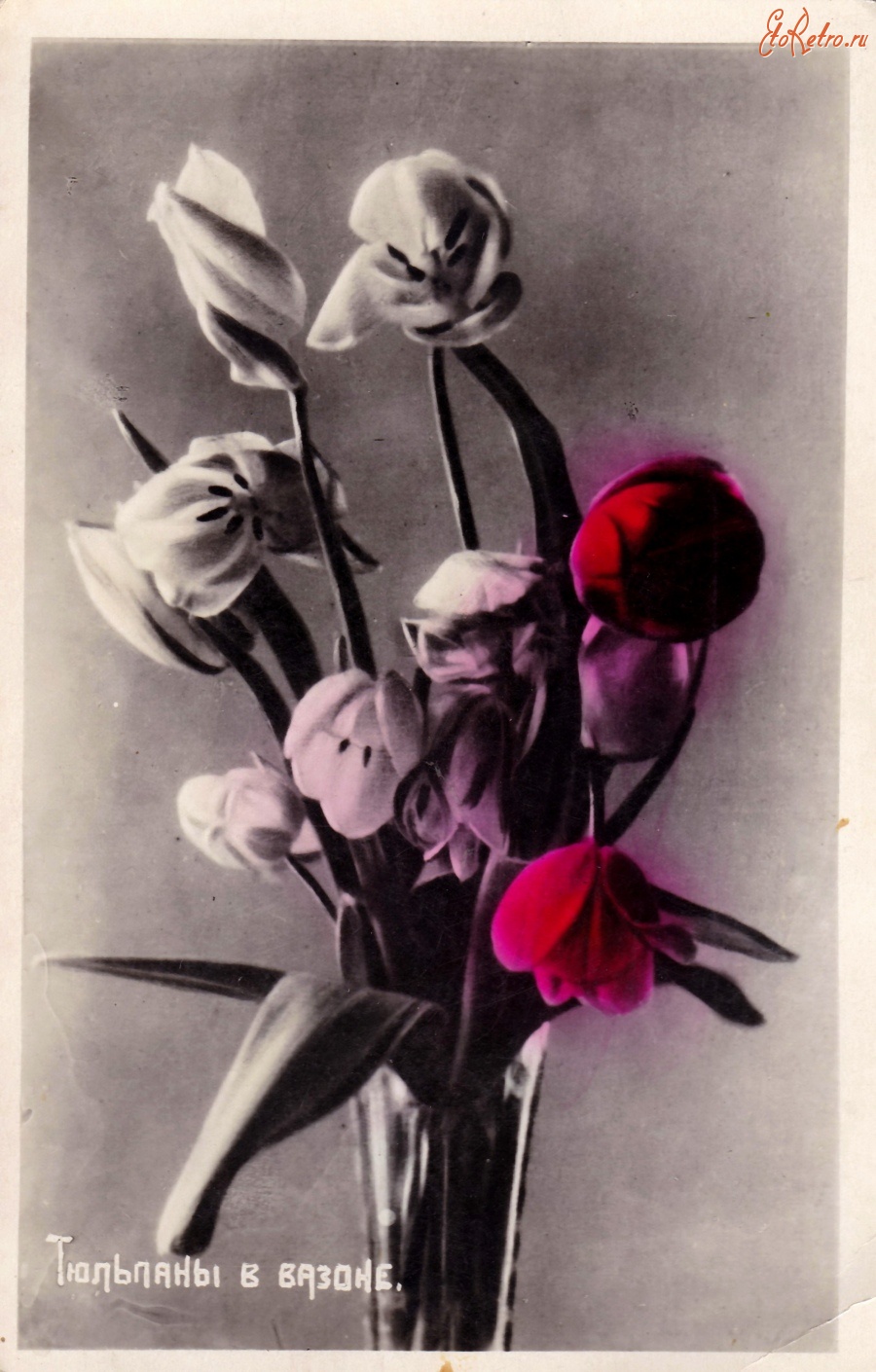 Ретро открытки - Тюльпаны в вазоне