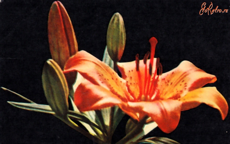 Ретро открытки - Красная лилия