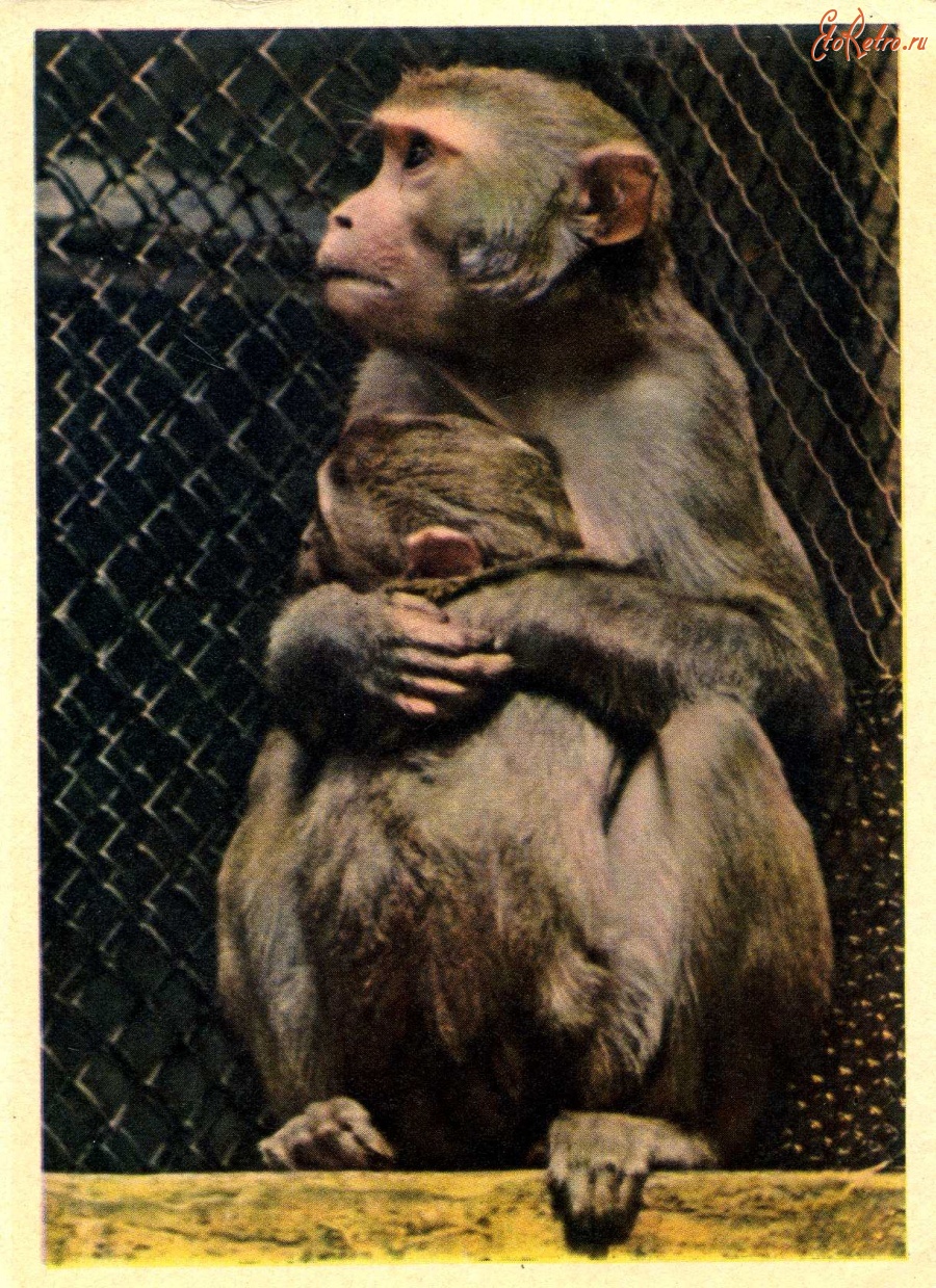 Ретро открытки - Обезьяна макак резус с детенышем.
